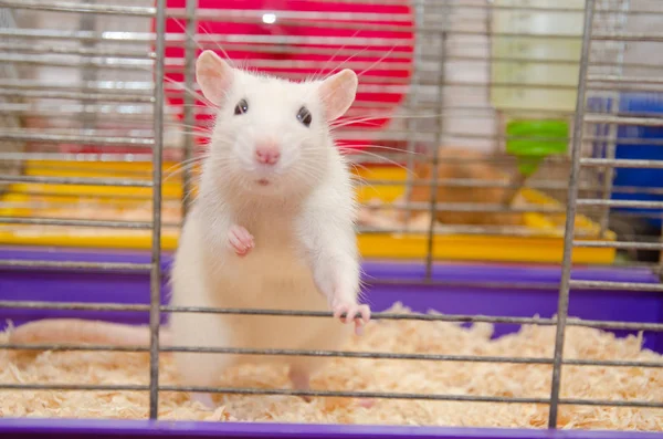 Rat — Stockfoto