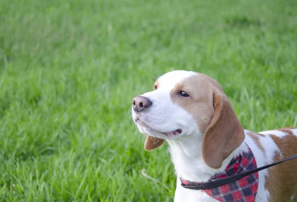 Beagle cucciolo — Foto Stock