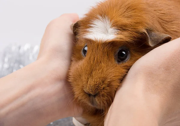 Portrait of a funny guinea pig in human hands — Stock Photo, Image