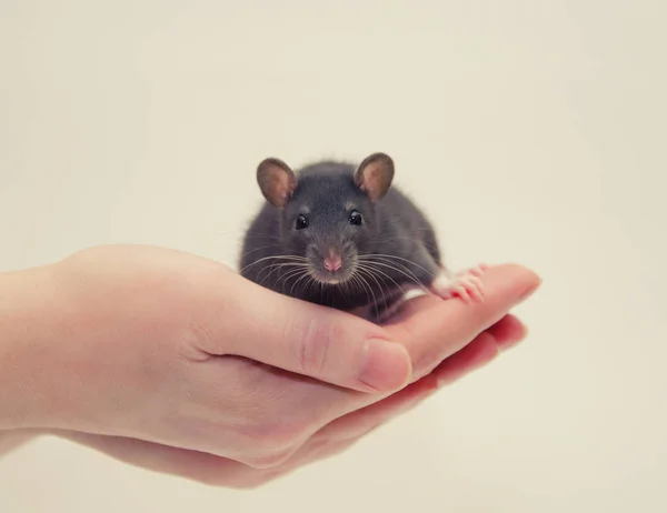 Крысёныш — стоковое фото