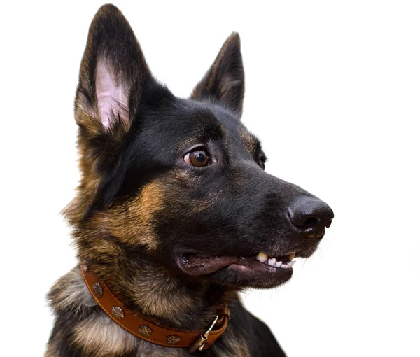 German shepherd Stock Image