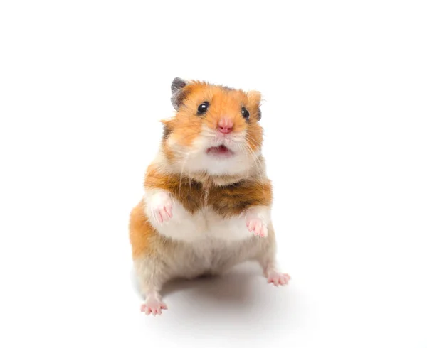 Hamster Royalty Free Stock Photos