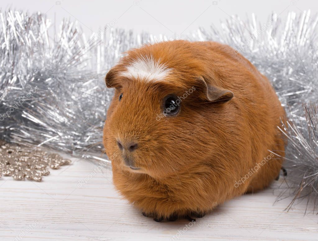 Guinea pig and Christmas decorations