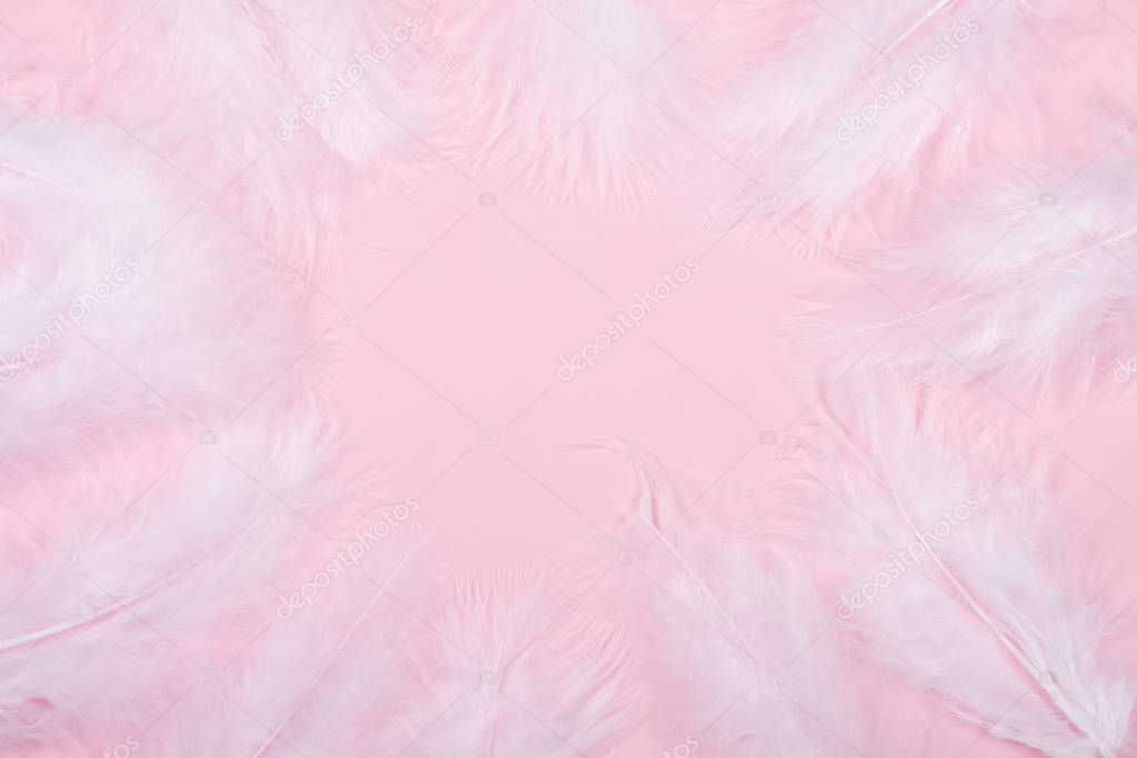 White feathers forming a frame on a pink background