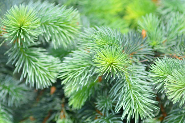 Primo Piano Dell Albero Pino Decorazione Natale Anno Nuovo — Foto Stock