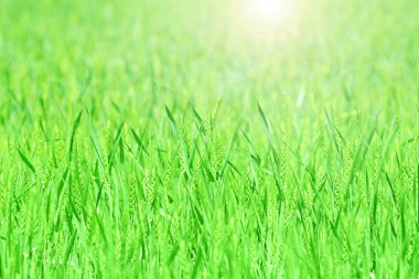 Yeşil buğday alanı olan arka plan tarım.  