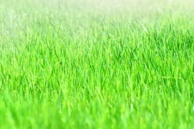 Sabah genç buğday alanı