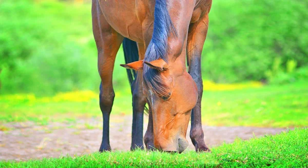 Belo Cavalo Esfola Prado Cavalo Come Uma Grama Verde Campo — Fotografia de Stock