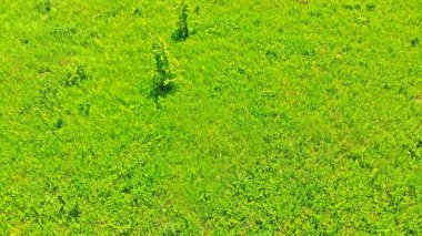 Çayır çimen doku hava fotoğrafı. Çim arka plan. 