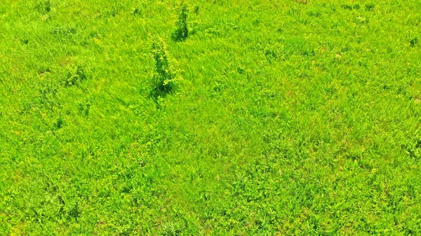 草甸草纹理的空中相片 草坪背景 — 图库照片