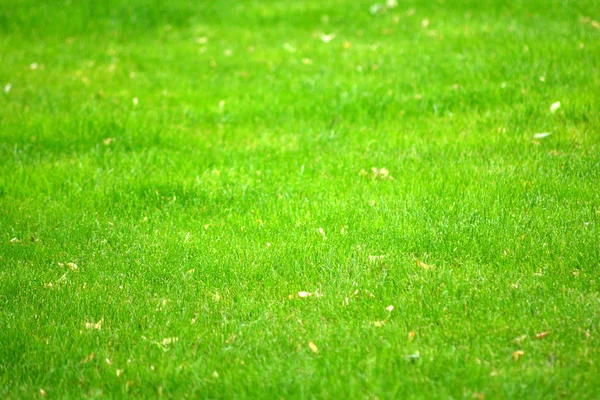 Green Lawn Background Your Design Stock Picture