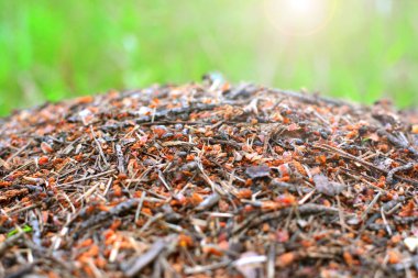 Karınca yuvası portre. Karınca evin arka plan. 