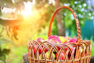 Apple ürün sepeti. Doğal ve sağlıklı sulu elma hasat. 