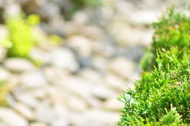 Metniniz için boş bir alanı ile bulanık peyzaj tasarım arka plan