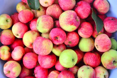 Arka plan doğal elma hasat