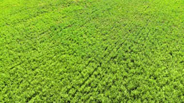 Hava dron yeşil çim doku kökenli