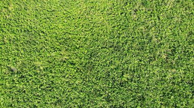 Drone yeşil çim doku kökenli