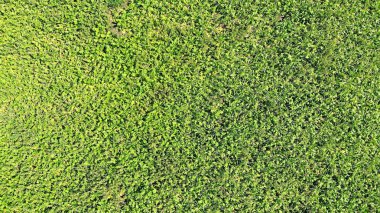 Üst görünüm yeşil çimen dokusu arka planı