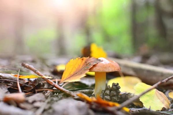 Automne Nature Fond Feuille Jaune Automne Sur Chapeau Champignon Dans — Photo