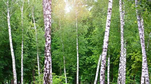 Huş Ağacı Orman Arka Plan — Stok fotoğraf