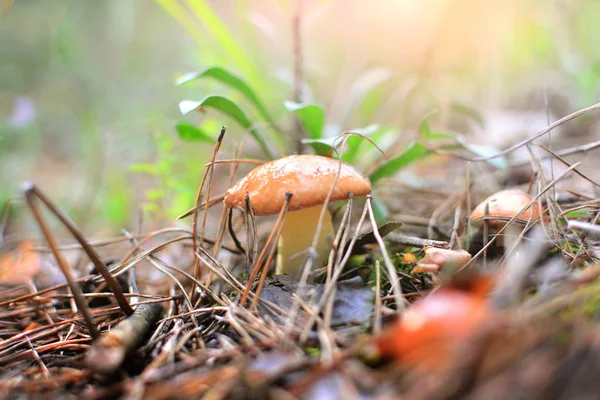 Cogumelo Selvagem Comestível Uma Floresta — Fotografia de Stock