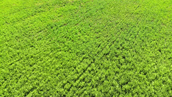 Luchtfoto Van Drone Groen Gras Textuur Achtergrond — Stockfoto