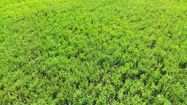 Aérien Drone Vert Herbe Texture Fond — Photo