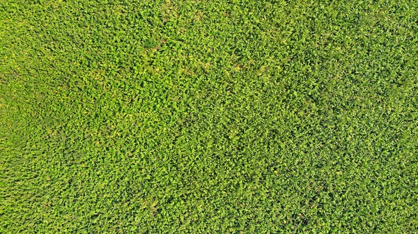 Güzel yeşil çim doku arka plan tasarımı için