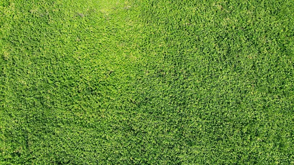 Zielona Trawa Tekstura Tło — Zdjęcie stockowe