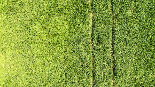 Carretera Sobre Fondo Textura Hierba Verde — Foto de Stock