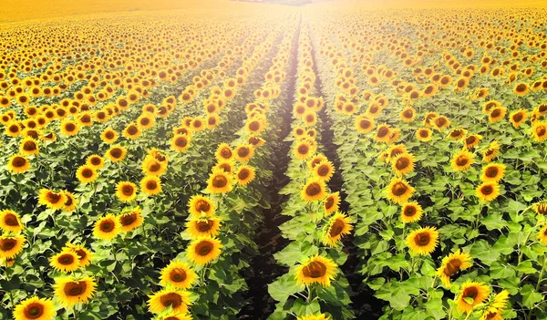 Aérea Del Campo Agrícola Con Girasoles —  Fotos de Stock