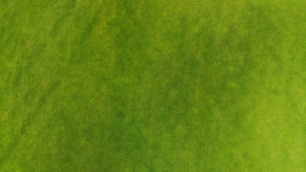 Beautiful Trimmed Green Grass Texture Background Golf Course Football Bird — Stock Photo, Image