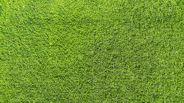 Grönt Gräs Textur Bakgrund Ovan — Stockfoto