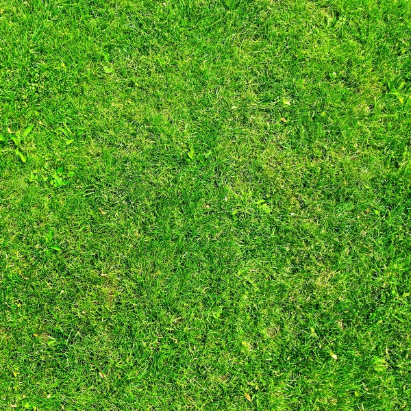 Grass Texture Bakgrund För Din Design — Stockfoto