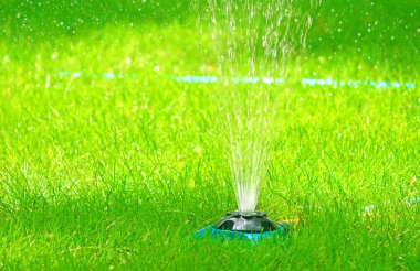 Doğal taze yeşil çim sulama. Yaz çim. Bahçe.  