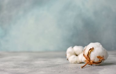 Pamuk çiçek, kurutulmuş. Kopya alanı.