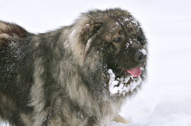 Büyük Kafkas çoban köpeği portre