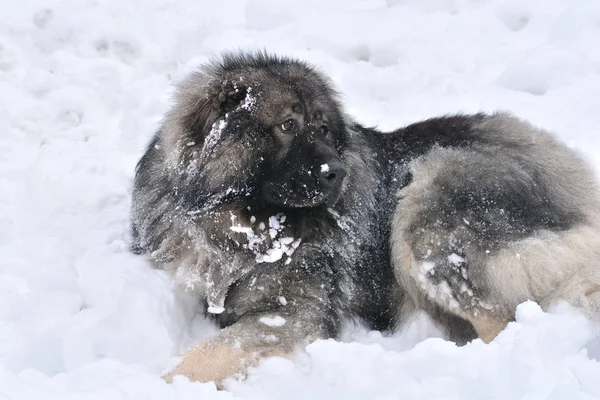 Büyük köpek portre. Kafkas çoban köpeği.