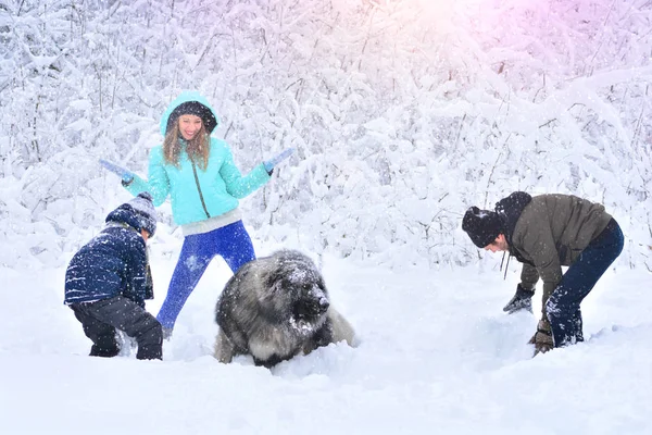 Happy family with dog outdoors in a snowy forest. Mother, fother, son and big pet dog. Giant Caucasian Shepherd Dog.