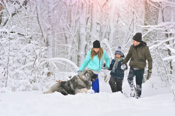 Happy family with dog outdoors in a winter forest. Mother, fother, son and big pet dog. Giant Caucasian Shepherd Dog.