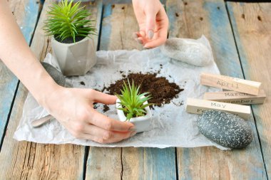 Ulaşım kavramı bitki için zaman. Ev bahçe concept.
