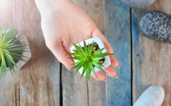 Girl Holds Succulent Plant Her Hand Wooden Background Home Plant — Stock Photo, Image