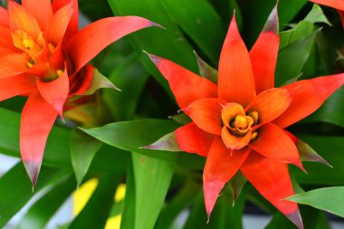 Blooming guzmania bitki çiçek yakın yukarı
