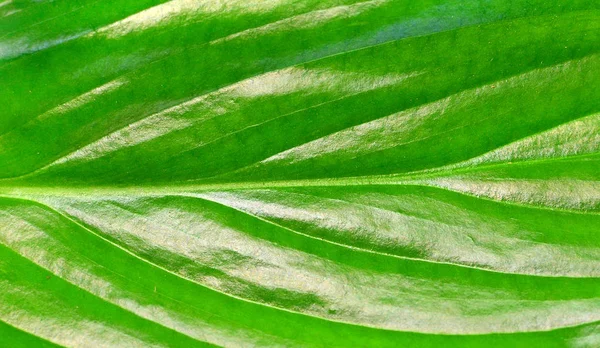 緑の葉の質感を持つ花の背景 — ストック写真