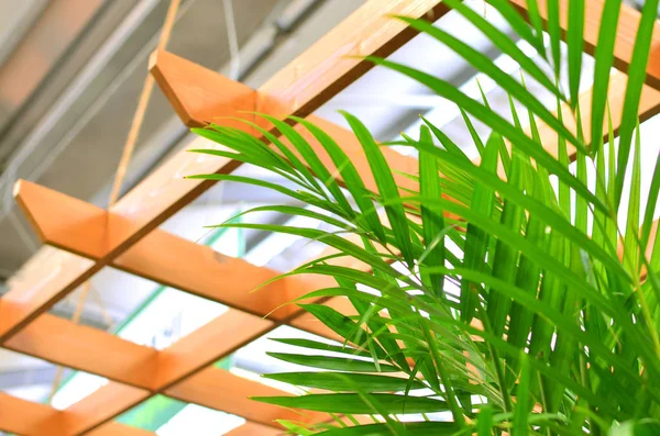 Areca palm tree in interior