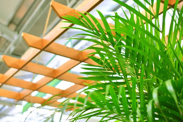 Decorative Areca palm tree in office interior