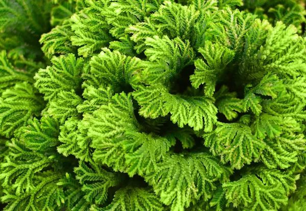 Selaginella Felce Vicino Spike Muschio Sfondo — Foto Stock