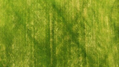 Hava. Yeşil çim doku arka plan.