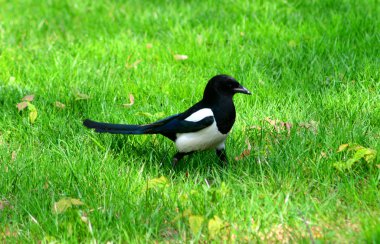 Magpie bird on a green lawn