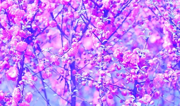 Pink Flowers Background Wallpaper Your Design Tonned — Stock Photo, Image